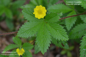 Common cinquefoil flower and leaves