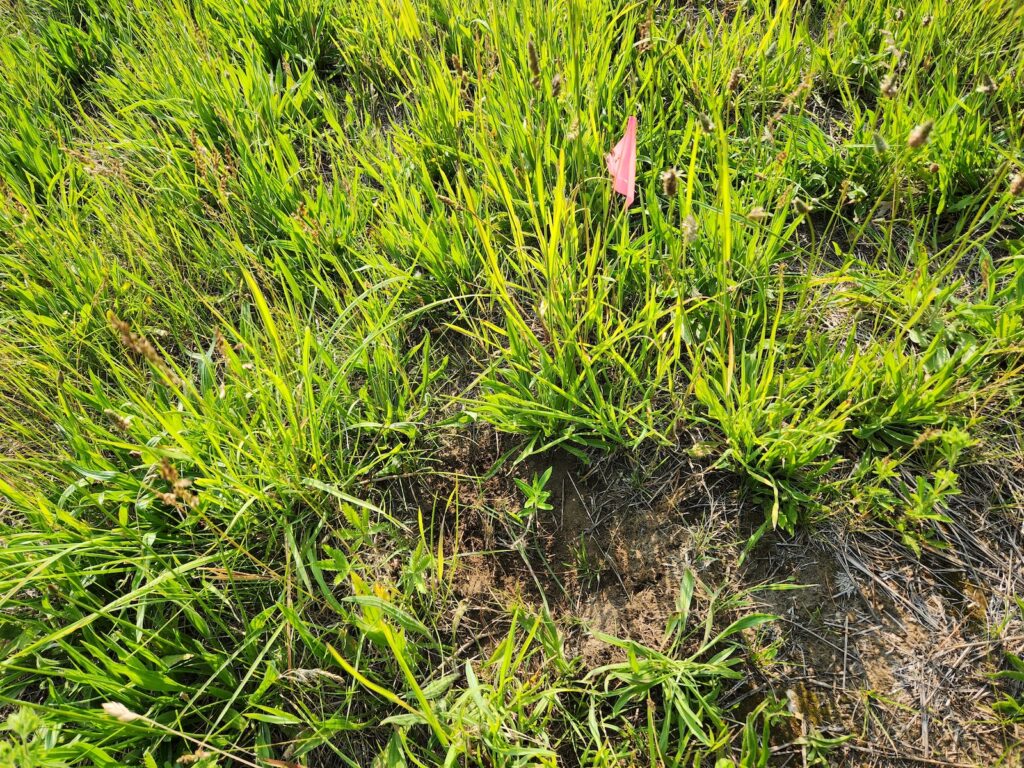 Butterly weed seedlings