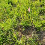 Butterly weed seedlings