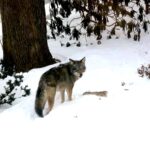 Coyotes Live Among Us All Year Long