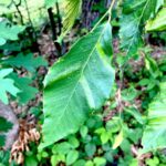 Belmont’s Beech Trees are Dying