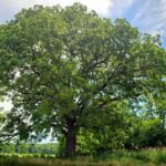 Belmont Has a New List of Preferred Trees
