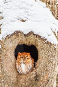 Eastern Screech Owl