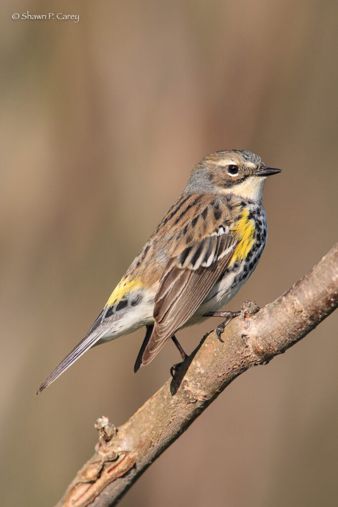 Juvenile Yellow rump Warbler