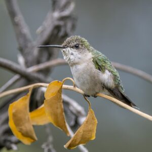 Female Ruby-throated Hummingbird.