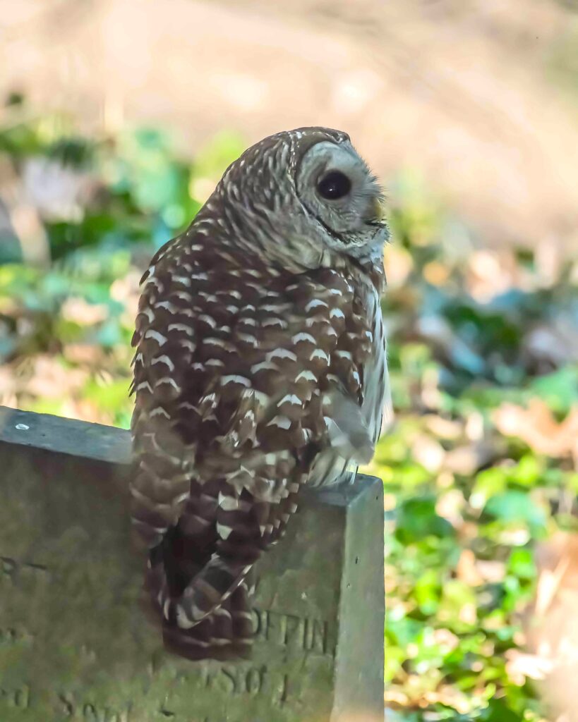 Barred Owl