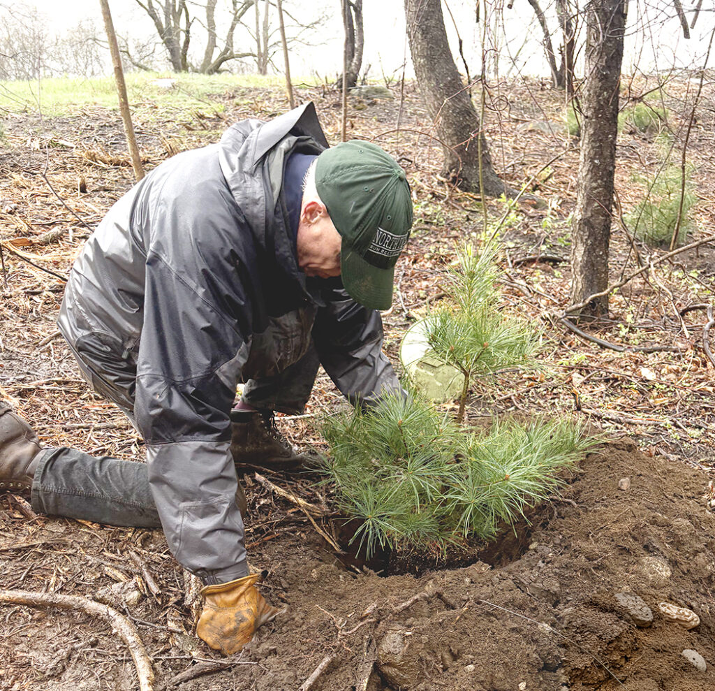 Man kneeling with white pine seedling
