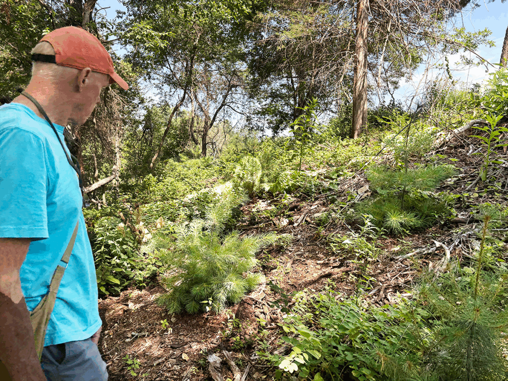 Man looks at pine tree seedlings