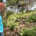 Lone Tree Hill Restoration Continues