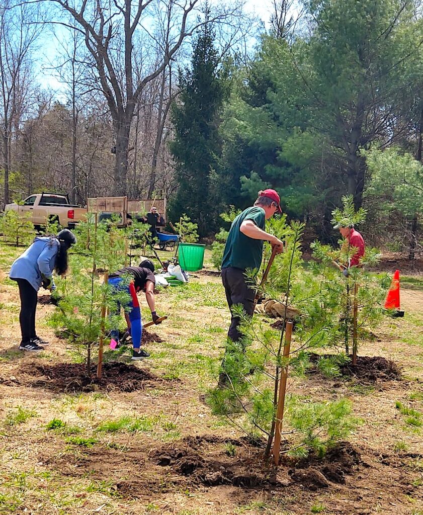 Volunteers planting pines at Lone Tree Hill.