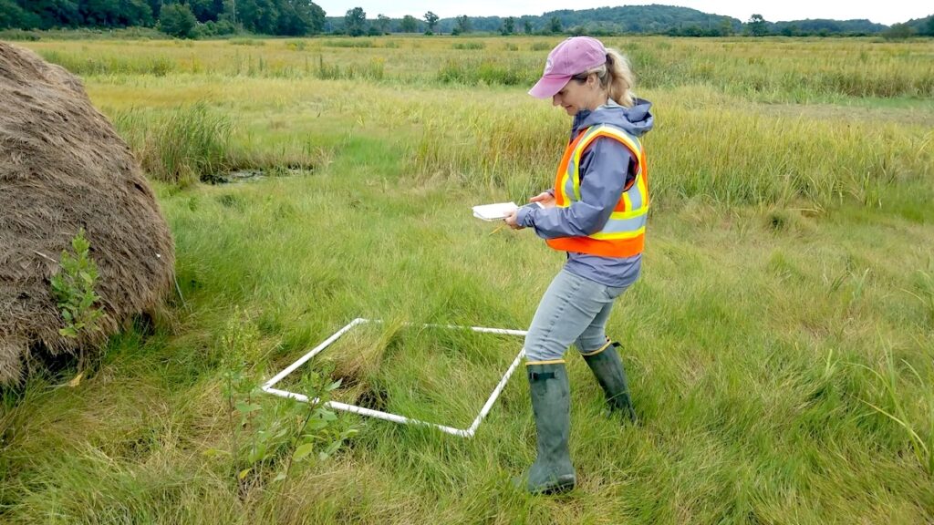 DER salt marsh monitoring, Newbury, MA.