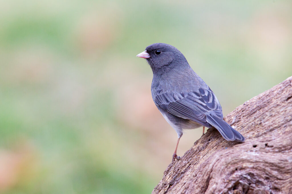 Junco. © Shawn P. Carey