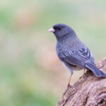 Juncos Are Winter’s Dark-Eyed Favorites