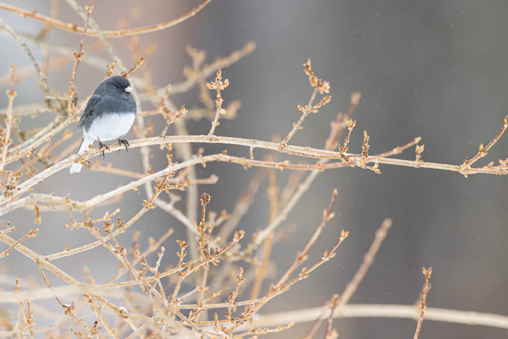 Junco in a tree. Shawn P. Carey, Copyright 2026