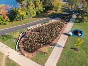 Aerial view of Belmont's Miyawaki forest shortly after planting.