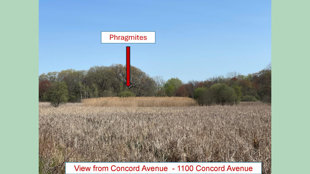A field of invasive Phragmites reeds off Concord Avenue