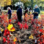 Miyawaki Forest Grows Through Two Seasons