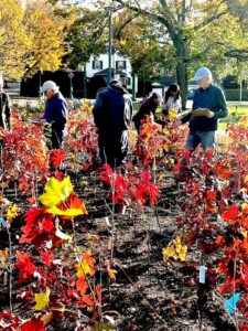 Several people planting small trees