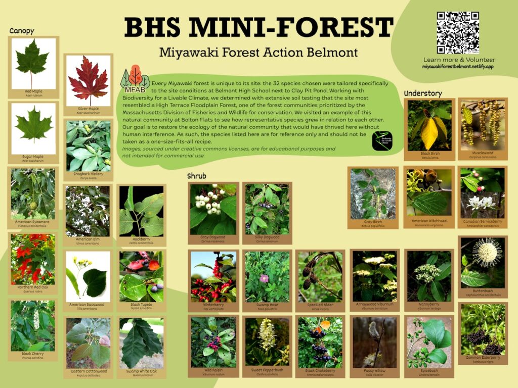 A poster with images of the species at Belmont's Miyawaki forest.