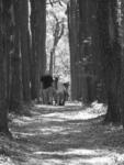 Lone Tree Hill Cleanup